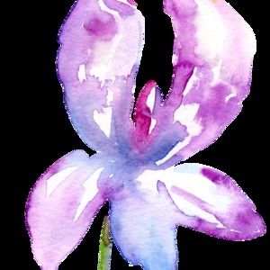 Meet your Posher, Iris